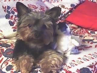 Teddy
