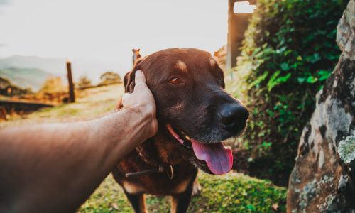 Elaborare il lutto del pet Goodbau