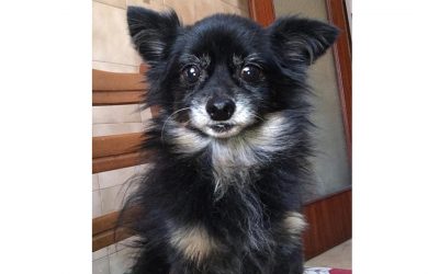 Spillo