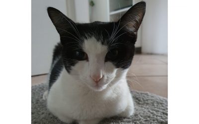 Jet