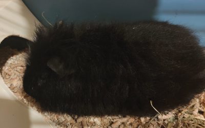 PUPIZ