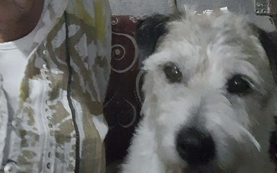 Rastin Jack rassel