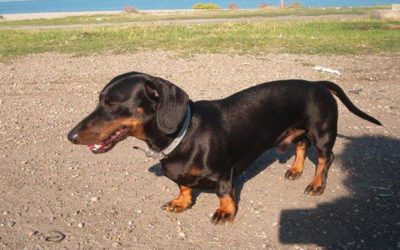 Reginaldo