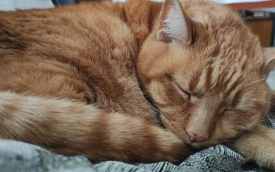 Giulio