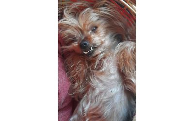 Sofy