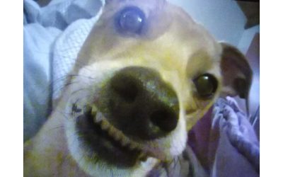 Bimba