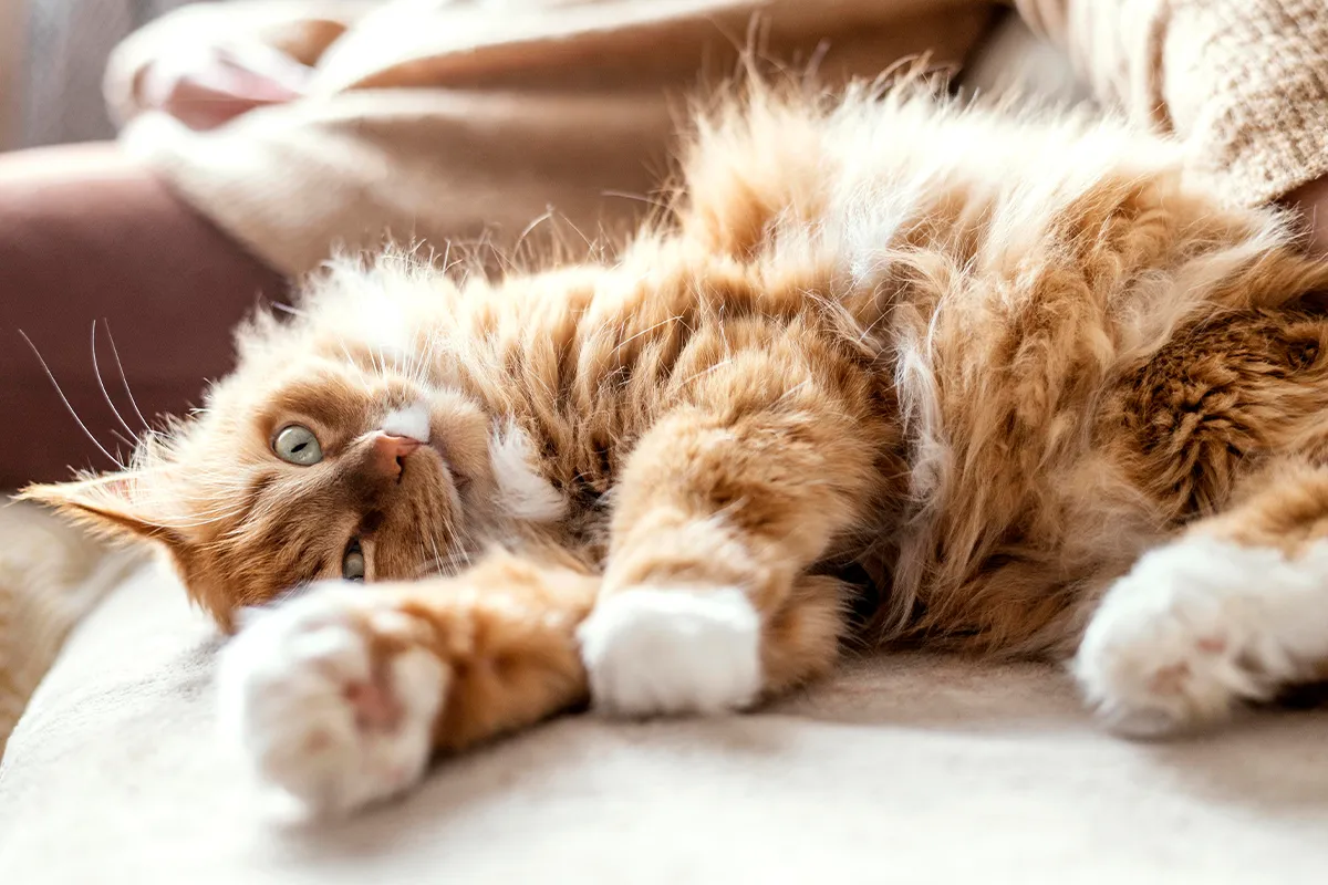 7 vite gatti quante vite hanno i gatti