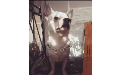 Coco