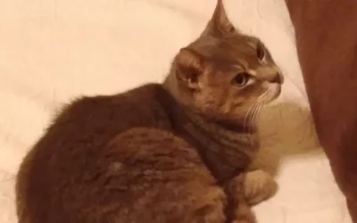 Minù