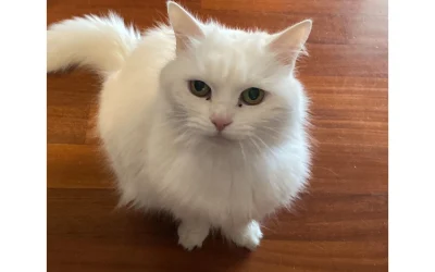 Stella