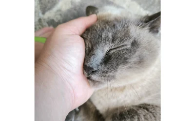 Ola