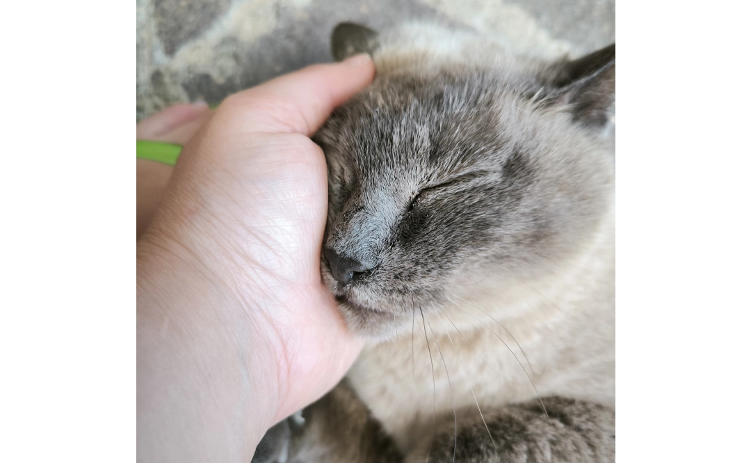 Ola