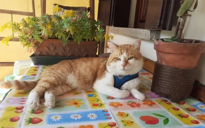 Oliver