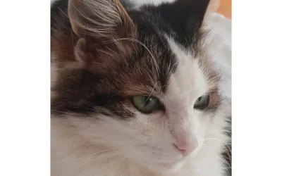 Figaro