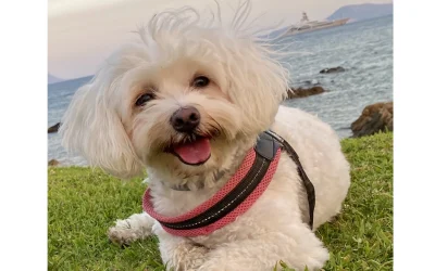 Sophie