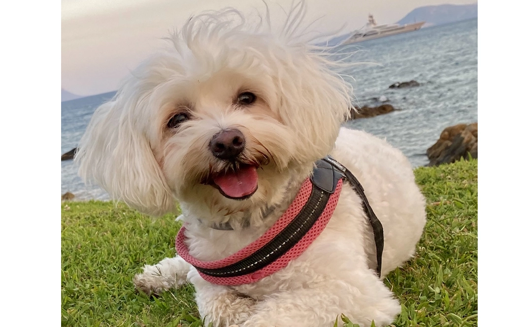 Sophie