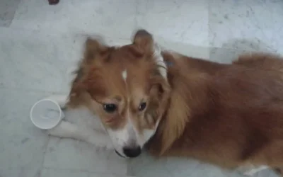 Bella