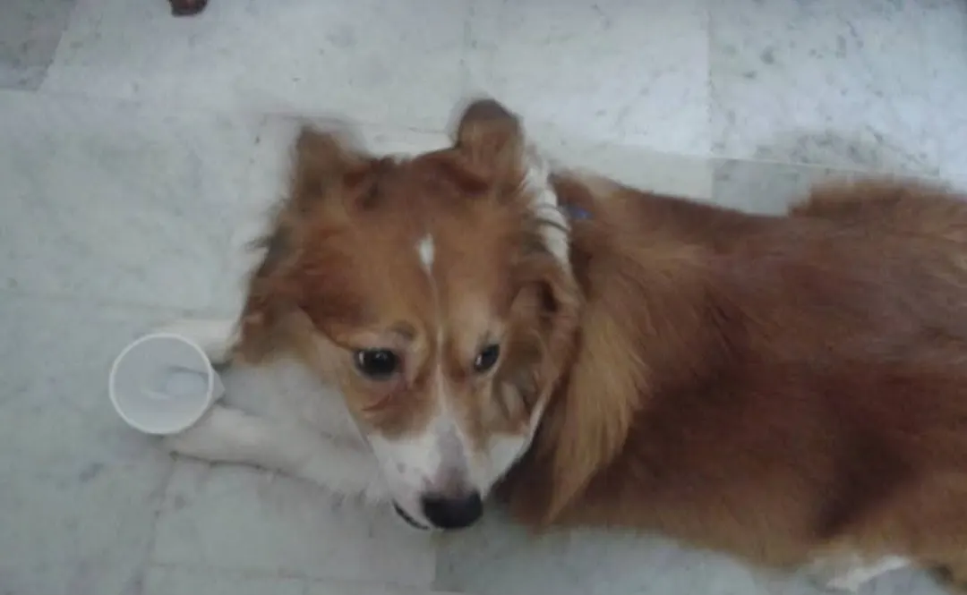 Bella