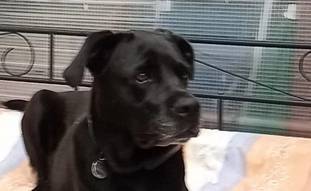Gemma