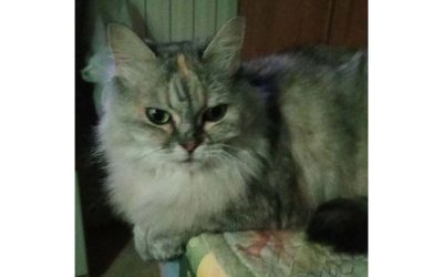 Tilly