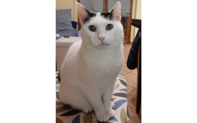 Mochi