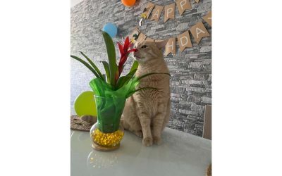 Ginger