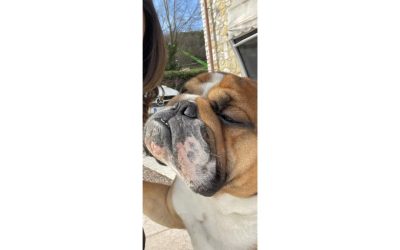 Otto