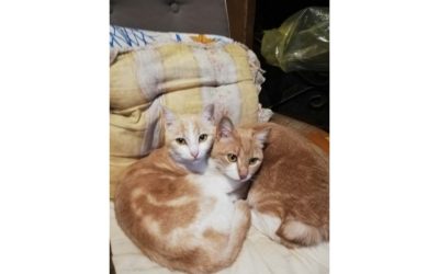Bambi e Miele