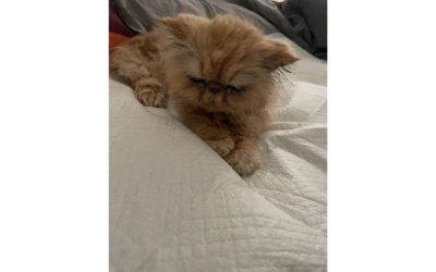 Mimi