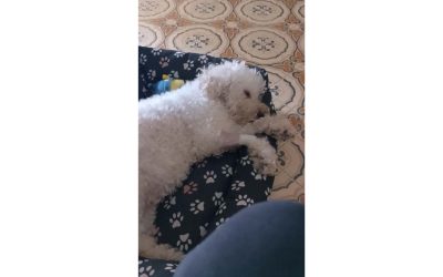 Ciko