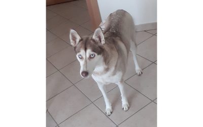 Shila