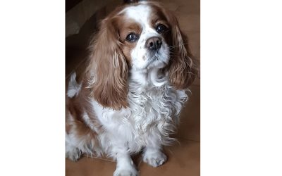 Sophie