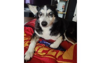 Macchia